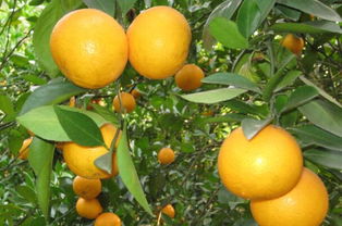 橘子吃多了会怎么样 橘子吃多了好吗
